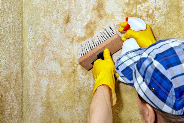 Asbestos and Lead Testing During Mold Inspection in Jamestown, NC