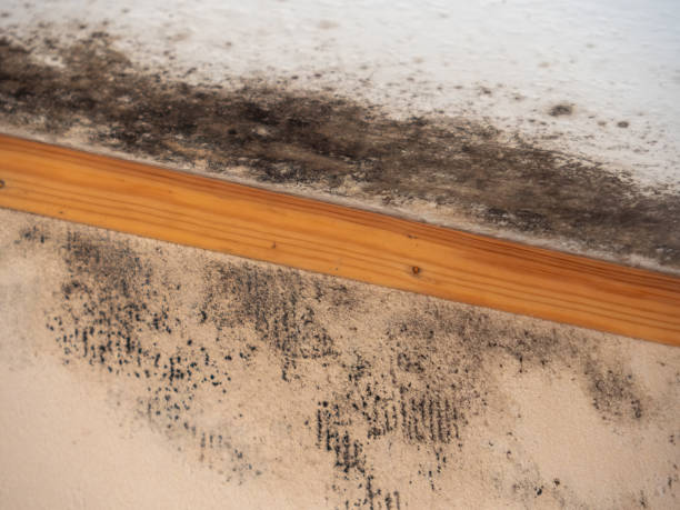 Best Comprehensive Air Testing for Mold Contaminants  in Jamestown, NC