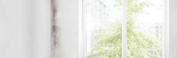 Best Emergency Mold Remediation  in Jamestown, NC