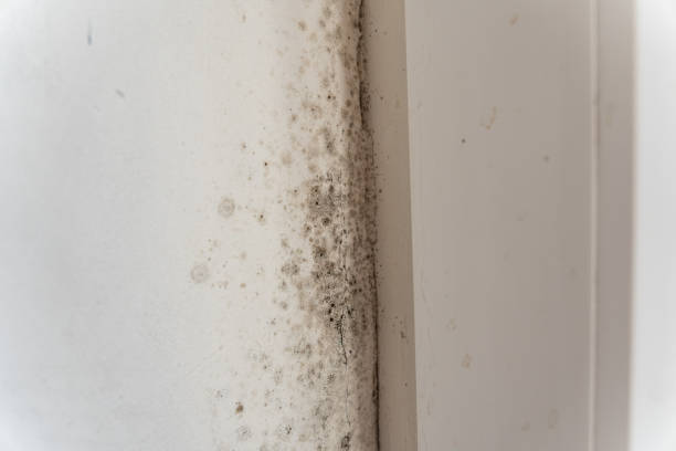  Jamestown, NC Mold Removal Pros